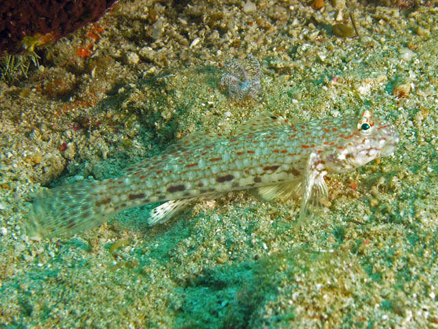 Istigobius decoratus